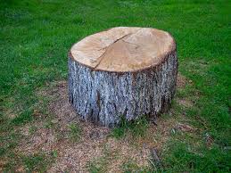 How Our Tree Care Process Works  in  Seaside, CA