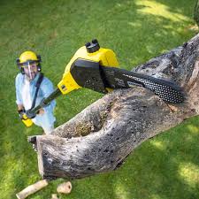 Best Tree Maintenance Programs  in Seaside, CA