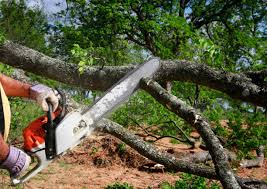 Best Tree Trimming and Pruning  in Seaside, CA