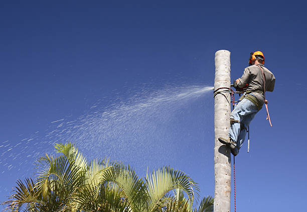 Best Commercial Tree Services  in Seaside, CA
