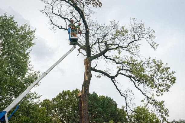 Seaside, CA Tree Care Company