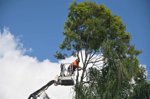 Best Aeration Services  in Seaside, CA