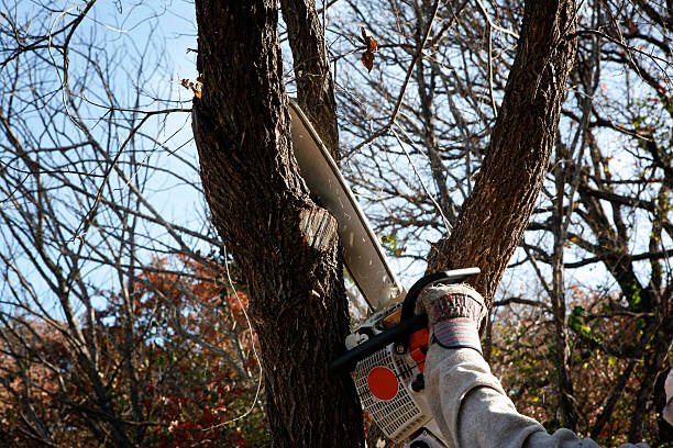 Best Root Management and Removal  in Seaside, CA