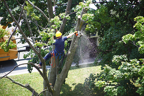 Best Lawn Irrigation Installation and Maintenance  in Seaside, CA