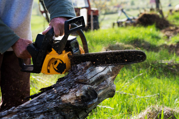Best Tree Fertilization  in Seaside, CA