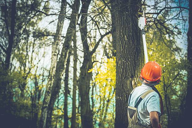 Best Storm Damage Tree Cleanup  in Seaside, CA