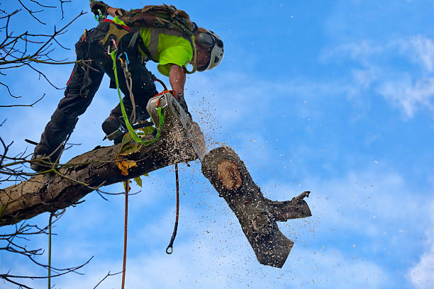 Best Utility Line Clearance  in Seaside, CA