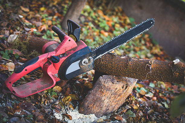Best Hazardous Tree Removal  in Seaside, CA