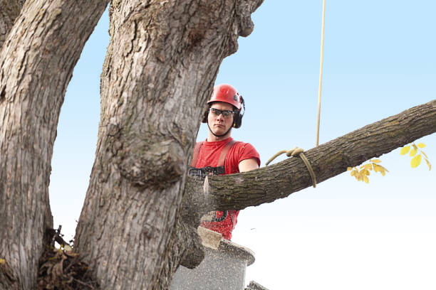 Best Palm Tree Trimming  in Seaside, CA